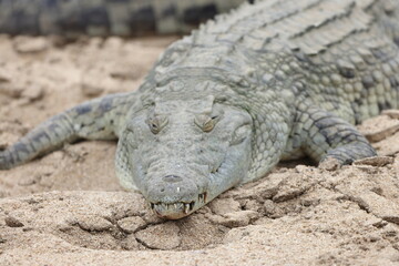 The Nile crocodile (Crocodylus niloticus cowiei ) is a large crocodilian native to freshwater habitats in Africa. This photo was taken in South Africa.