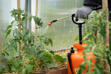 Spraying tomatoes in the greenhouse from phytophthora, a farmer fertilizes the crop