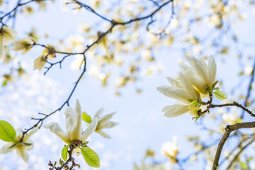 Beautiful yellow flower magnolia blooming in spring
