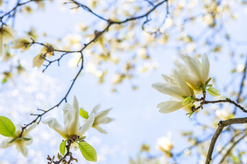 Obraz premium Beautiful yellow flower magnolia blooming in spring