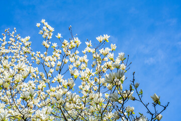 Obraz premium Yellow magnolia blooming under blue sky