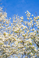 Yellow magnolia blooming under blue sky