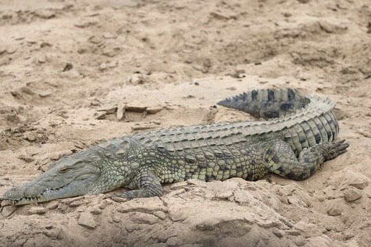 The Nile crocodile (Crocodylus niloticus cowiei ) is a large crocodilian native to freshwater habitats in Africa. This photo was taken in South Africa.