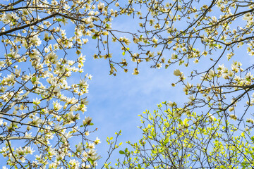 Background of yellow magnolia branches looking up