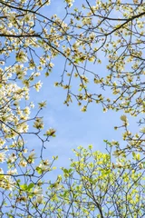 Zelfklevend Fotobehang Background of yellow magnolia branches looking up © WR.LILI