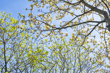 Fototapeta premium Background of yellow magnolia branches looking up