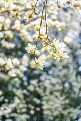 Beautiful yellow flower magnolia blooming in spring