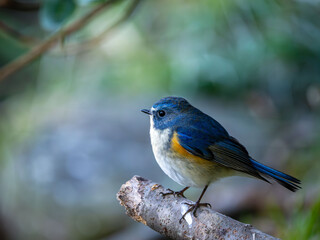 Naklejka premium 藪の中でのんびりしているルリビタキの雄