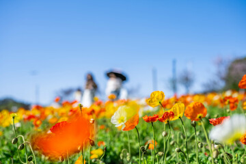 Changsha Garden Ecological Garden Poppy Garden