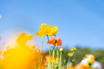 Poppies blooming in the blue sky and sunshine
