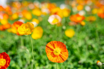 Colorful poppies blooming in spring