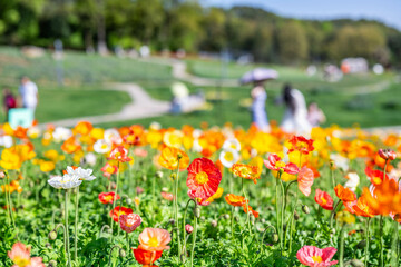 Changsha Garden Ecological Garden Poppy Garden