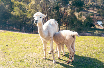 Naklejka premium mum and baby alpaca on the farm