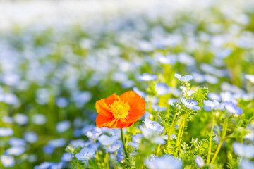 Obraz premium A poppy poppy among a screen full of blue pink butterflies