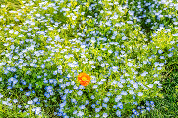 Changsha Garden Ecological Garden Philodendron Garden