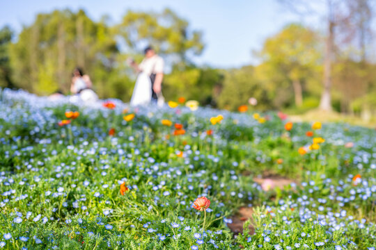 Blurred dreamy background of tourists taking photos among flowers