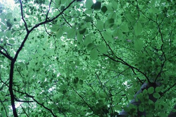 KUELSCHEIER, REGION MULLERTHAL. LUXEMBURGO. EUROPA.