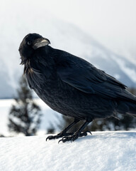 Raven (Corvus corax); Grand Teton NP; Wyoming - 771849415