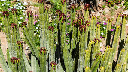 Euphorbia canariensis, conocida como cardón canario con flores en verano - obrazy, fototapety, plakaty
