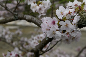 Obraz premium 桜
