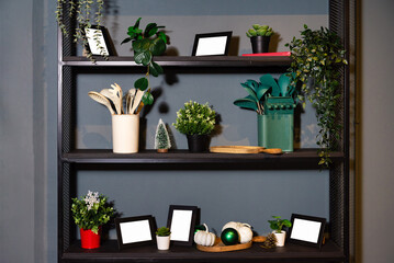 Modern Kitchen Shelf Decor with Plants and Utensils. A well-arranged kitchen shelf featuring an array of green potted plants, cooking utensils, and decorative items against a gray wall.