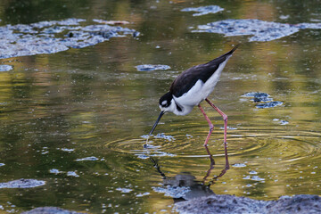 La cigüeñuela de cuello negro es una especie de ave Charadriiforme de la familia Recurvirostridae propia de América.