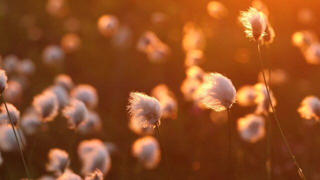 A bunch of Tussock cottongrass heads on a late summer night in a wet bog in Riisitunturi National Park, Northern Finland	