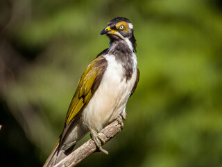 Blue-faced Honeyeater in New South Wales, Australia