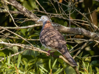 Bar-shouldered Dove in New South Wales, Australia