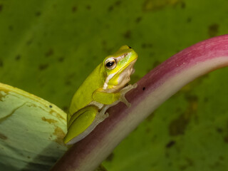 Eastern Dwarf Tree Frog in New South Wales, Australia