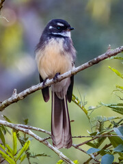 Grey Fantail in New South Wales, Australia