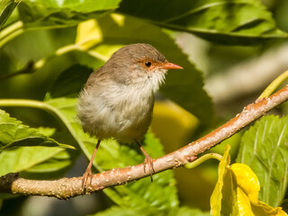 Superb Fairywren in New South Wales Australia