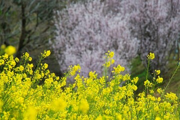 神奈川県山北町の河村城の風景