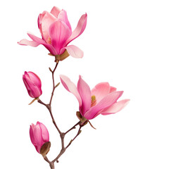 Pink flowers with buds on transparent background, beautiful terrestrial plant blossoms