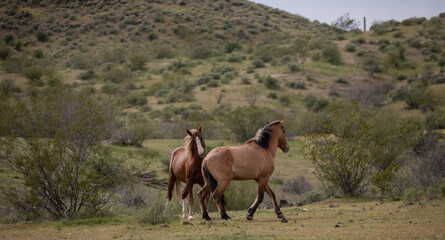Wild horse stallions biting while fighting in the springtime desert in the Salt River wild horse management area near Mesa Arizona United States