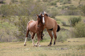 Wild horse stallions fighting head to head in the Salt River wild horse management area near Mesa...