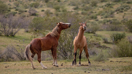 Bay and buckskin wild horse stallions fighting and rearing up in the Salt River wild horse management area near Mesa Arizona United States