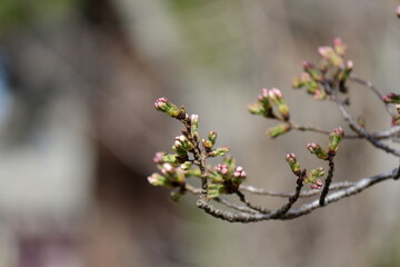 桜の蕾、開花はじめ