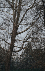 A solitary leafless tree stands tall amidst a winter setting, with a background of an overcast sky.