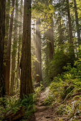 Sunburst Shines Around Giant Redwood Tree