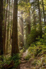 Fototapeta premium Sunburst Shines Around Giant Redwood Tree