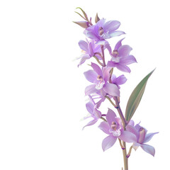 Purple orchids contrasting against a transparent background