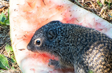 Baby ground squirrel eating watermelon