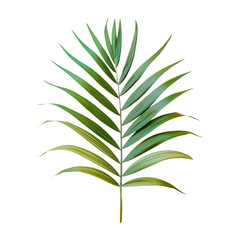Palm tree leaf against transparent background, part of Arecales genus