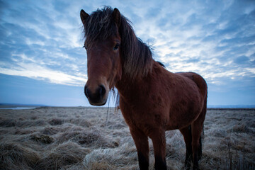 Obraz premium Icelandic horse