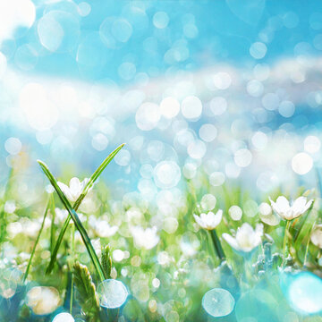 Beautiful panoramic natural spring-summer background image with young green lush grass with small white flowers close-up against a blue sky with clouds