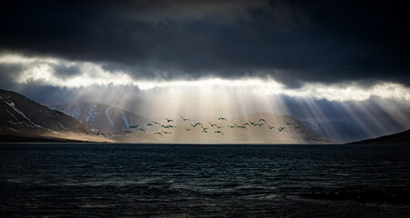 Birds and sea - westfjords