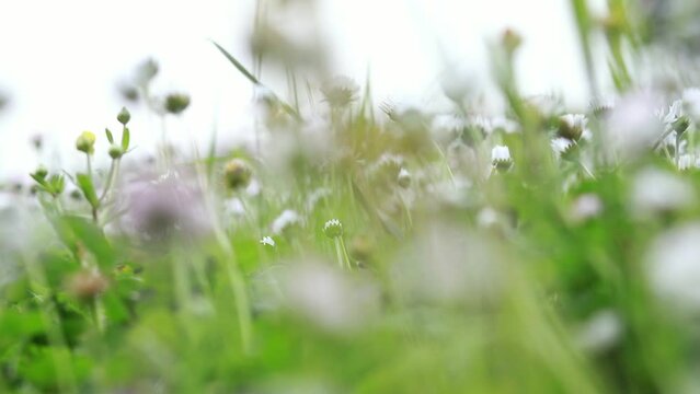 Close-up of a meadow with daisies in spring swaying in the wind, selective focus