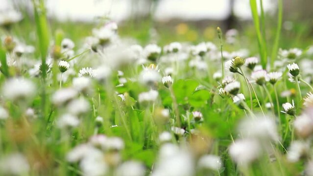 Close-up of a meadow with daisies in spring swaying in the wind, selective focus