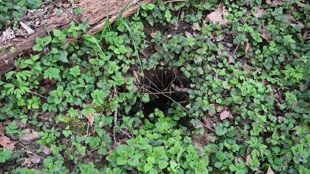 Animal den in forest. Hole made by animals in the ground. Hideout of wild animals.